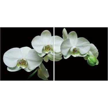 White Orchid Acrylic Wall Art