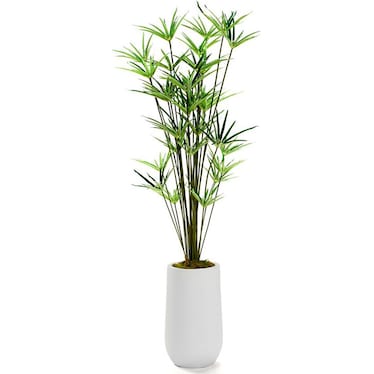 Cyperus Papyrus Plant in White Clay Planter