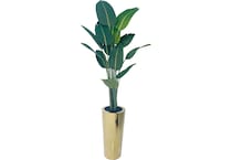  floor plants dbop rgv s  