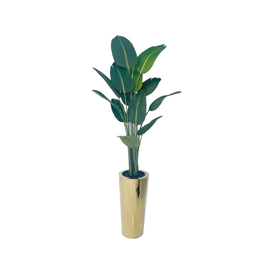  floor plants dbop rgv s  