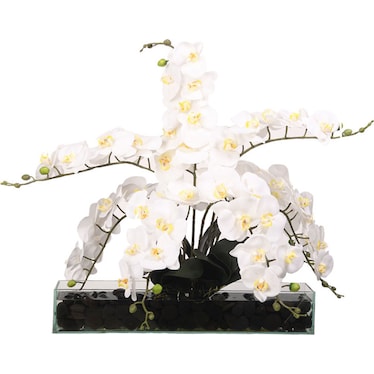 White Phael Orchids in Rectangle Aquarium Glass