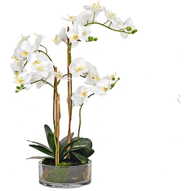 White Orchids in Low Glass Vase