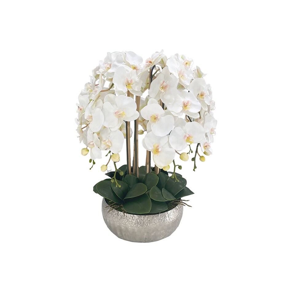  flowers do mrsv wt  