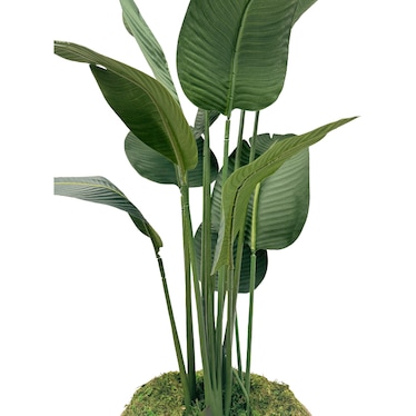 Seduction Floor Plant