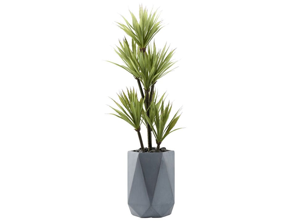 Yucca Tree in Grey Geometric Planter | Rana