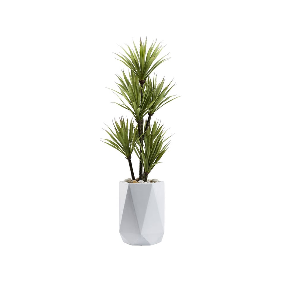 floor plants   