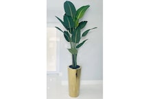 floor plants dbop rgv s  