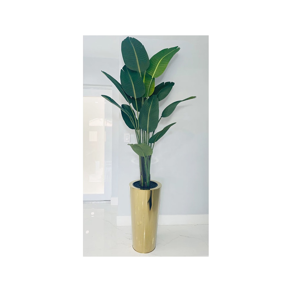 floor plants dbop rgv s  