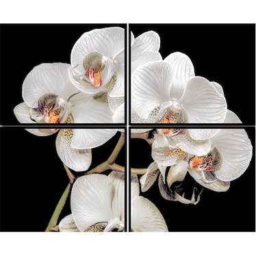 White Tender Orchid Acrylic Wall Art w/ Frame